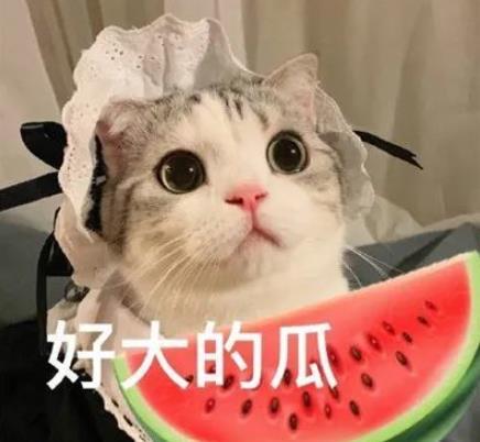 娱乐吃瓜君猫猫