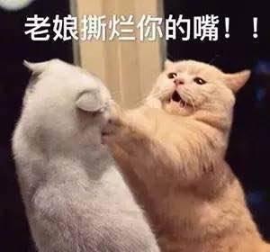 娱乐吃瓜君猫猫