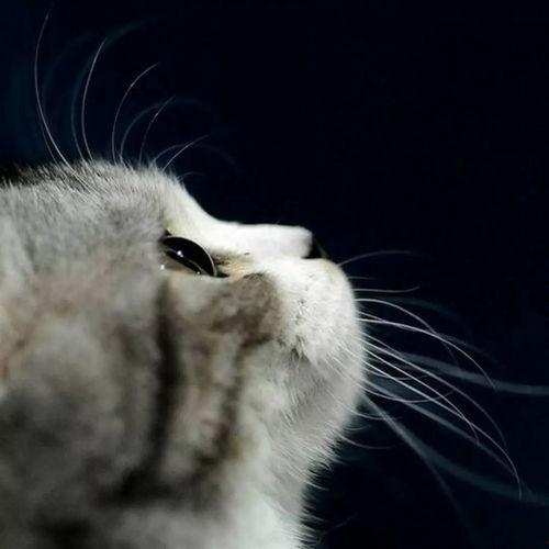 娱乐吃瓜君猫猫