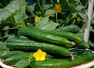 吃瓜网每日大赛主题大赛,揭秘吃瓜网每日大赛主题大赛精彩瞬间