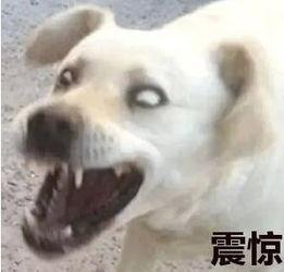 娱乐吃瓜君傻狗日常,傻狗日常的欢乐盛宴